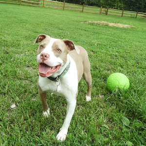 Team Page: Sadie girl